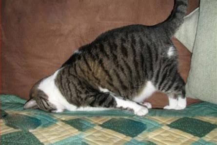 変なポーズの猫画像ください