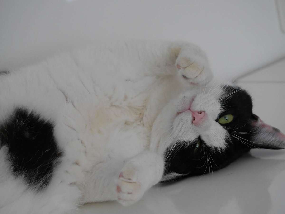 「我が家の猫がライトのスイッチになったんですが」猫の鼻を押すとライトがオンオフ出来る様になってしまい話題に