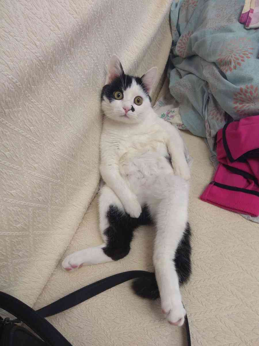 「我が家の猫がライトのスイッチになったんですが」猫の鼻を押すとライトがオンオフ出来る様になってしまい話題に