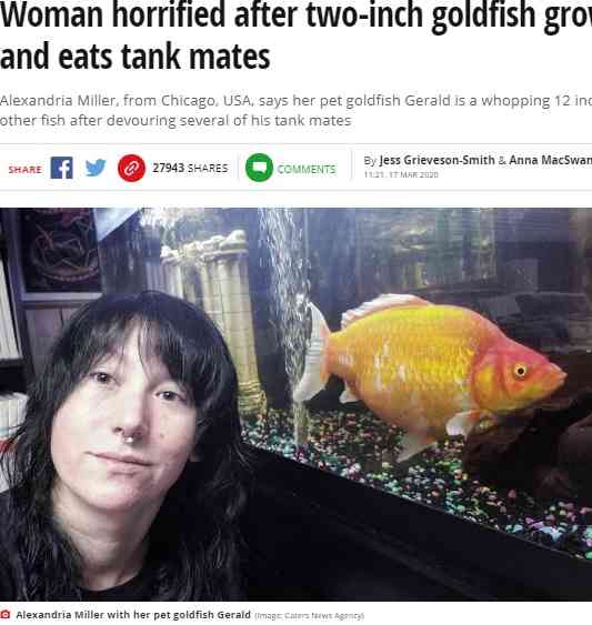 【海外発！Breaking News】お祭りで手に入れた金魚が2年で巨大化　体長30センチに（米） | Techinsight（テックインサイト）|海外セレブ、国内エンタメのオンリーワンをお届けするニュースサイト