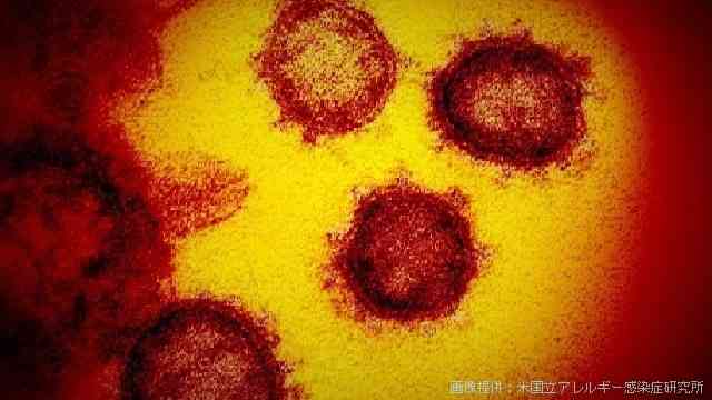 国内感染者数は804人 午前１時現在（クルーズ船など除く） | NHKニュース