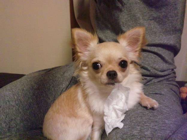 現代版『東ラブ』追加キャストに眞島秀和、高田里穂ら