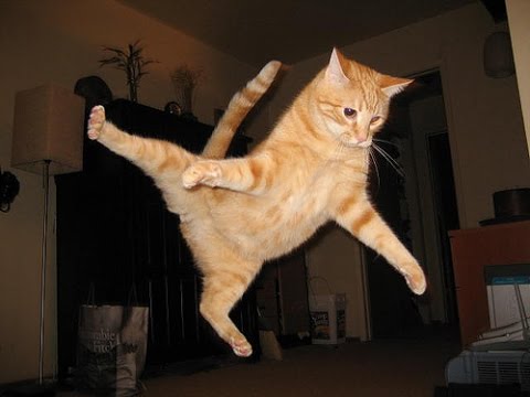変なポーズの猫画像ください
