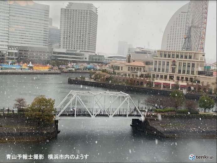東京で桜開花、最速記録　全国一番乗り