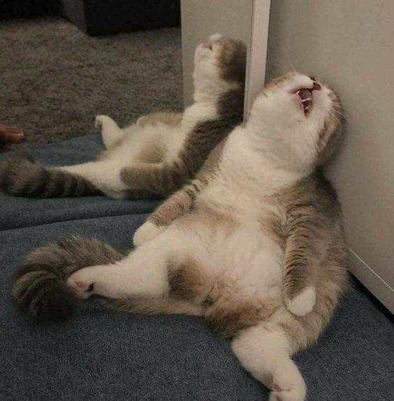 変なポーズの猫画像ください
