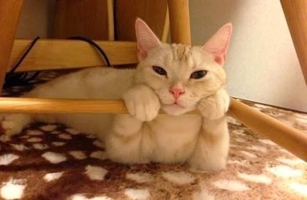 変なポーズの猫画像ください