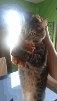 変なポーズの猫画像ください