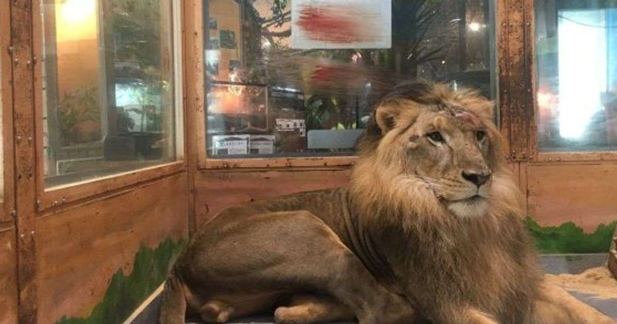 ピエリ守山でライオンが流血「生き地獄で本当にかわいそう」の指摘⇒運営側の認識は？【UPDATE】 | ハフポスト