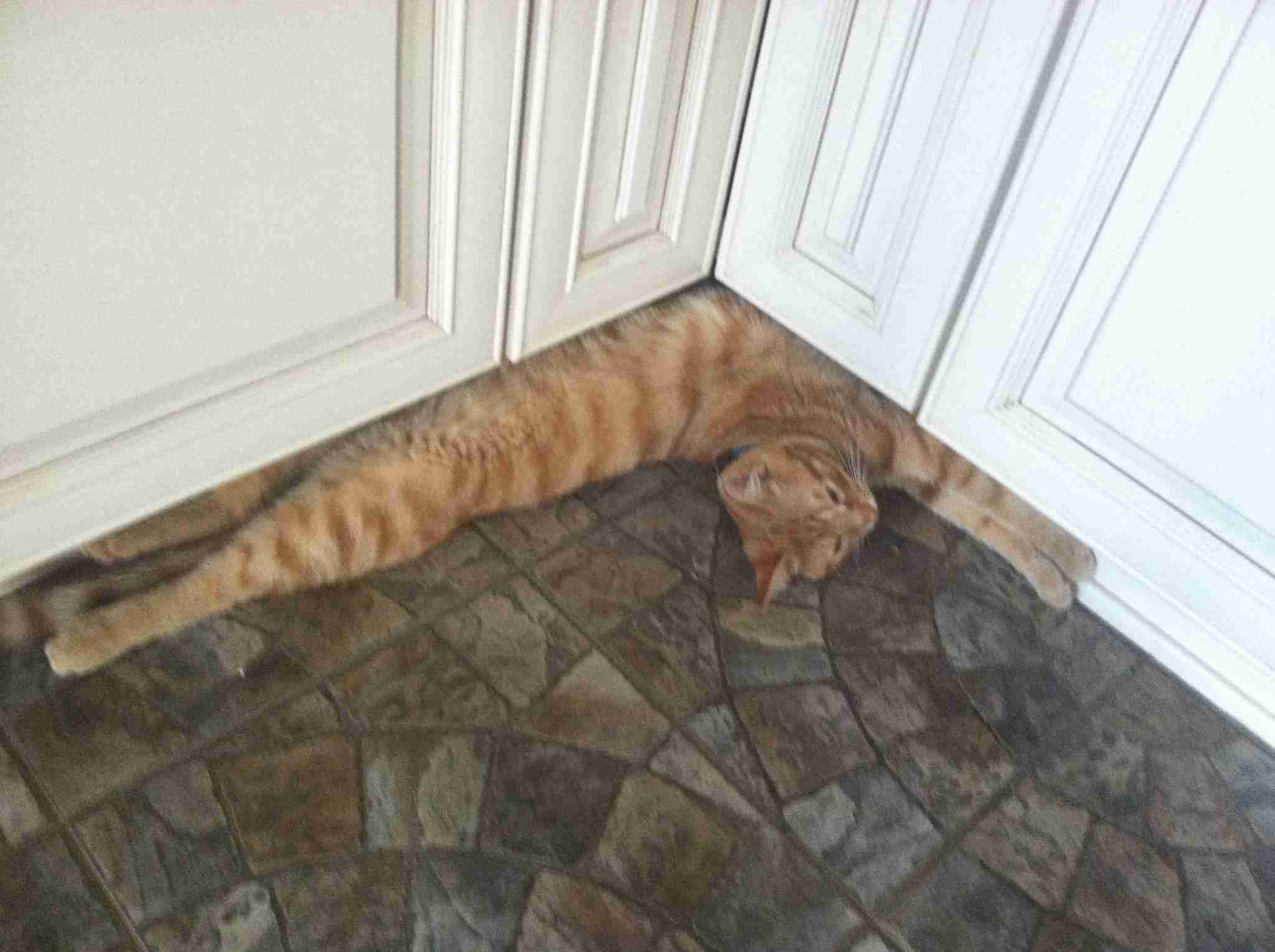 変なポーズの猫画像ください