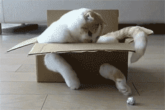 変なポーズの猫画像ください