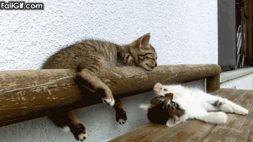 変なポーズの猫画像ください