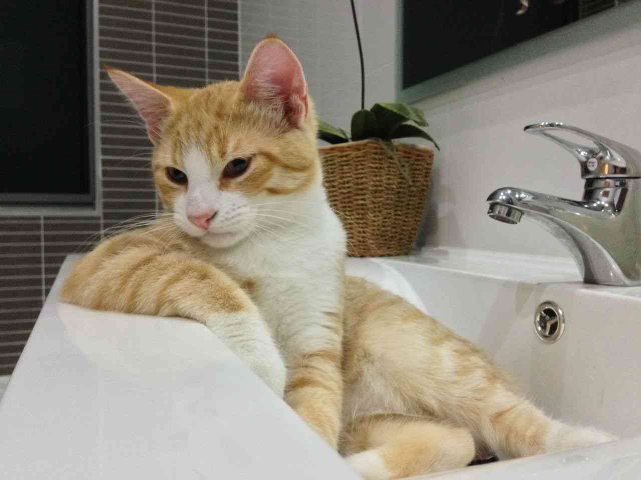 変なポーズの猫画像ください