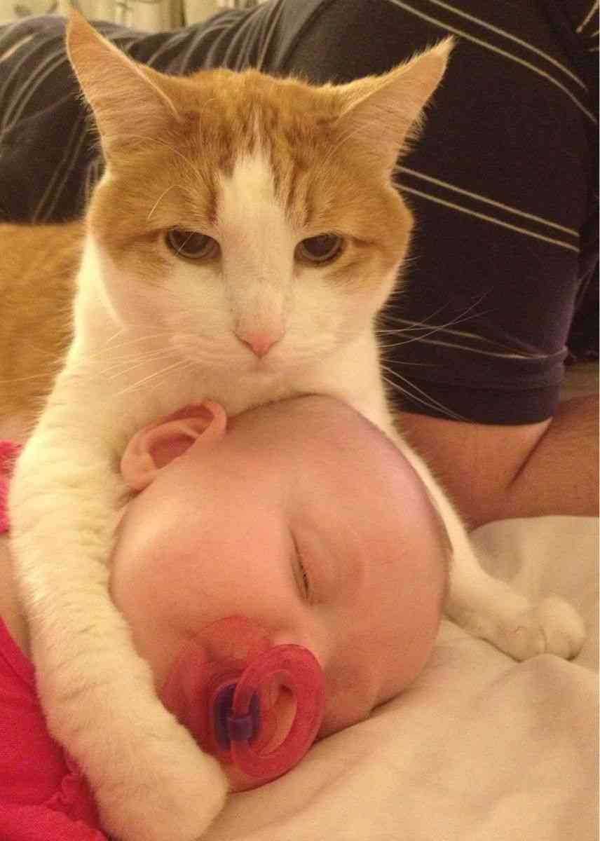変なポーズの猫画像ください