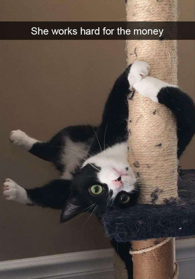 変なポーズの猫画像ください