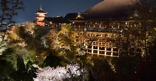 清水寺でライトアップ試験点灯　1000本の桜を照らし出す　27日から夜間特別拝観 - 毎日新聞