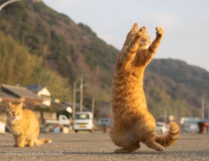 変なポーズの猫画像ください