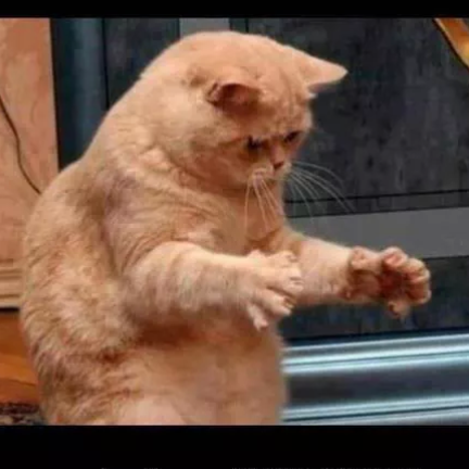 変なポーズの猫画像ください
