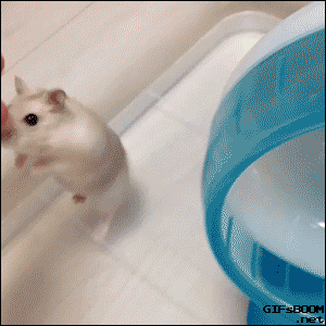 走る動物たち
