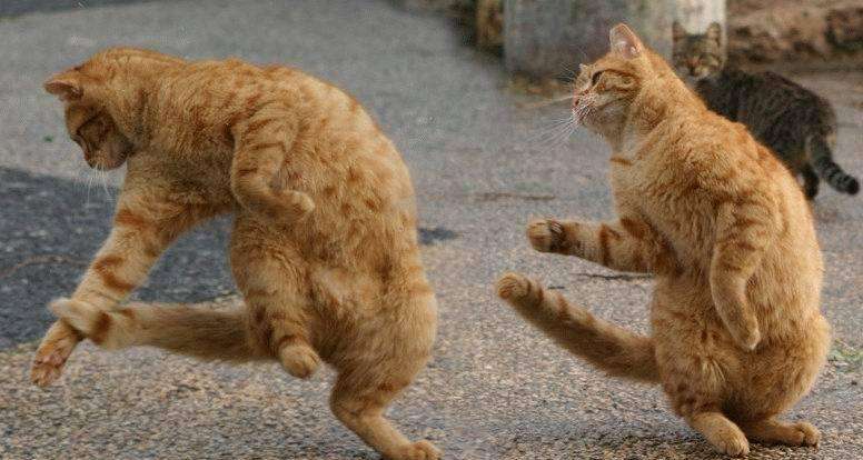 変なポーズの猫画像ください