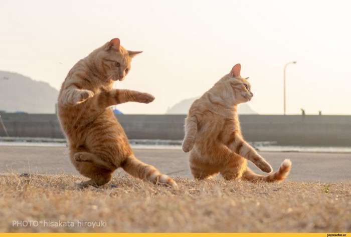 変なポーズの猫画像ください