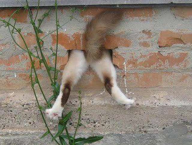 変なポーズの猫画像ください
