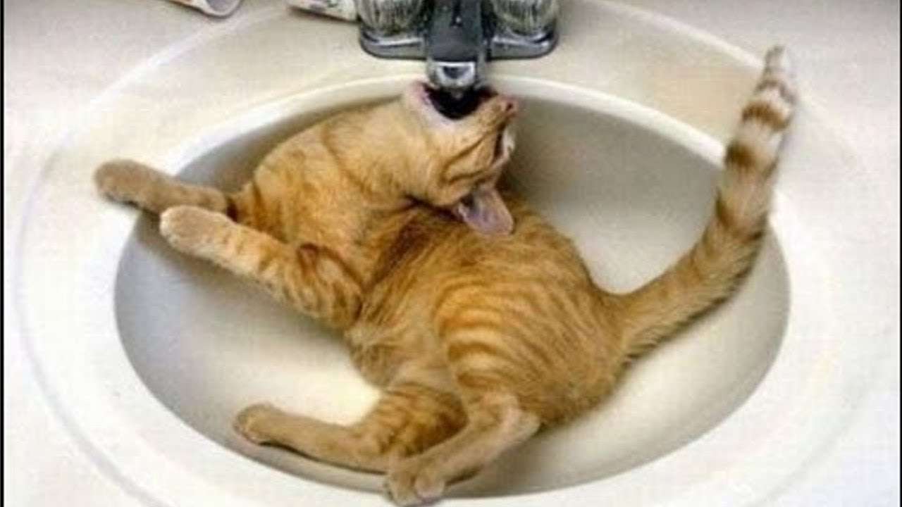 変なポーズの猫画像ください