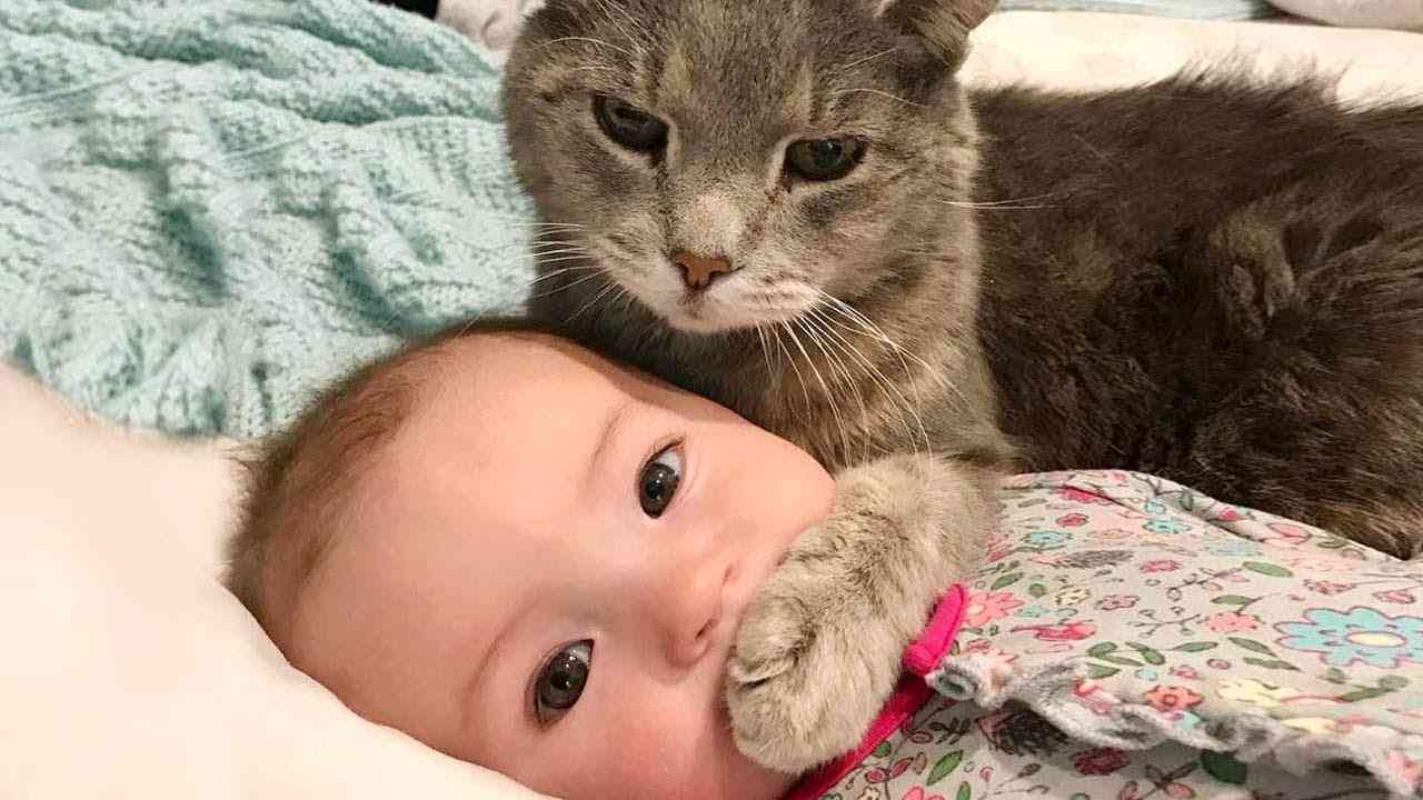 変なポーズの猫画像ください
