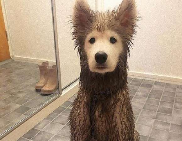 「安心してください。顔はきれいですよ」散歩から戻った犬、顔以外は泥まみれだった件（フィンランド）（2020年3月14日）｜BIGLOBEニュース