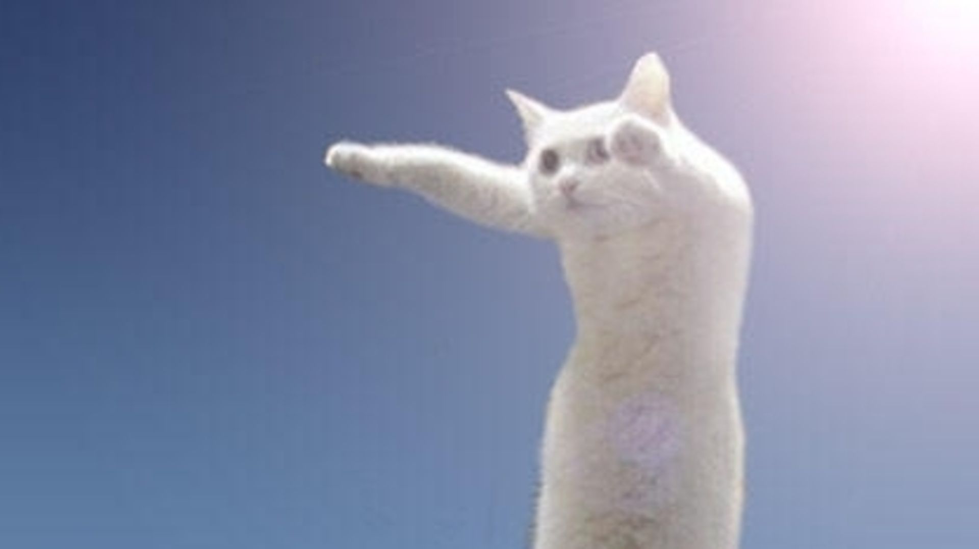 変なポーズの猫画像ください