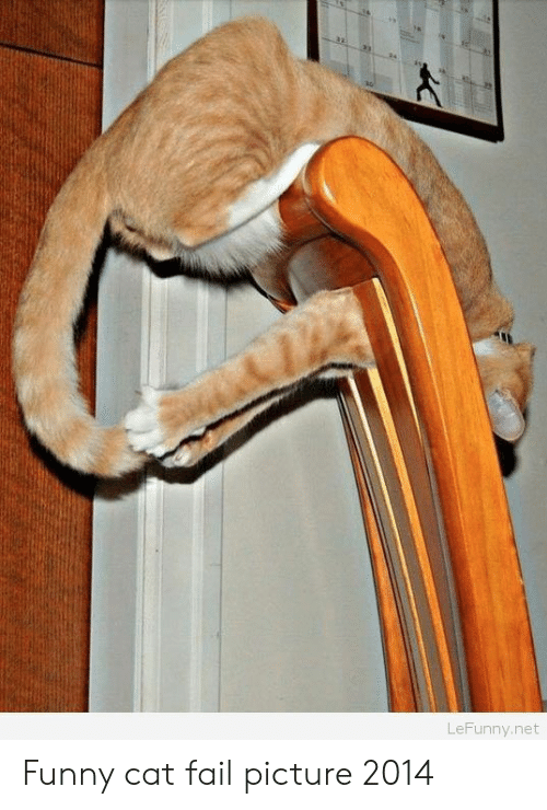 変なポーズの猫画像ください