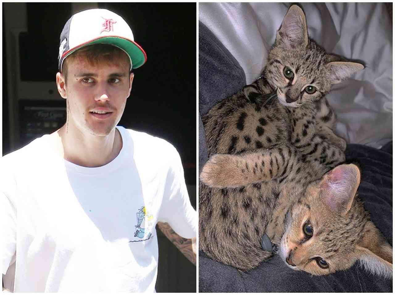 ジャスティン・ビーバーが「スシ」の兄弟猫を引き取る、気になる『名前』は？ - フロントロウ -海外セレブ情報を発信