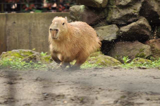 走る動物たち