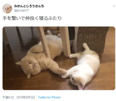 「猫ってこと忘れてません？」　日に日におじさん感が増す猫の姿