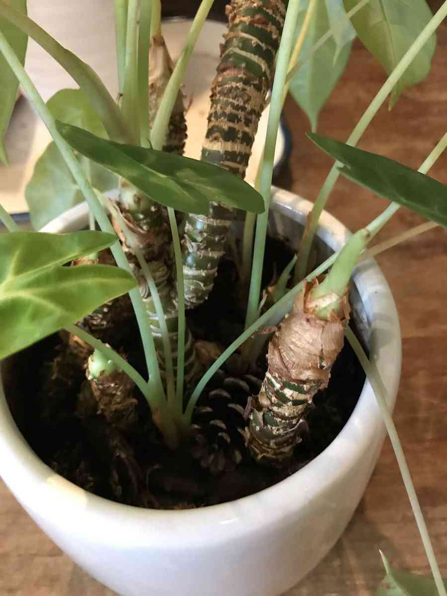 現代版『東ラブ』追加キャストに眞島秀和、高田里穂ら