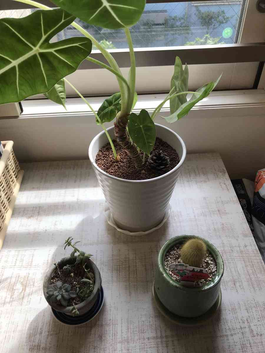 現代版『東ラブ』追加キャストに眞島秀和、高田里穂ら