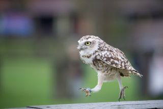 走る動物たち
