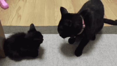 ヤンキーな動物の画像やGIFが集まるトピ