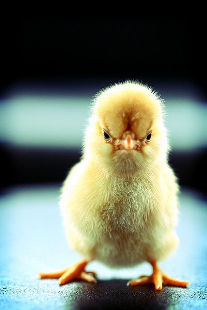 ヤンキーな動物の画像やGIFが集まるトピ