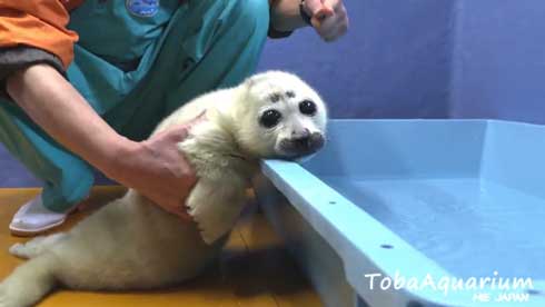 バイカルアザラシの赤ちゃんがとにかくかわいい！　初めてのお風呂を楽しむ姿が多くの笑顔を生む