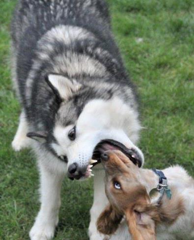 ヤンキーな動物の画像やGIFが集まるトピ