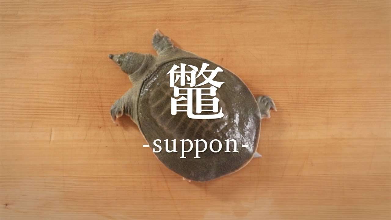 鼈（すっぽん）のさばき方 - How to filet Soft-shelled Turtle -｜日本さばけるプロジェクト - YouTube