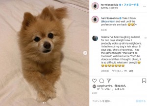都市封鎖のため飼い主がトリミングに挑戦、ポメラニアンがアルパカのように（豪）