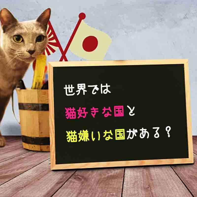 世界では猫好きな国と猫嫌いな国がある？｜猫の総合情報サイト ペットスマイルニュースforネコちゃん