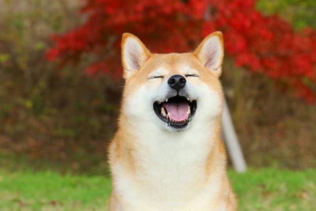 よく分からんけどなんか楽しそう♡て画像を貼るトピ