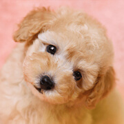 有名人を動物に例えて動物園をつくろう【悪口は禁止】