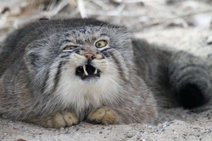 ヤンキーな動物の画像やGIFが集まるトピ