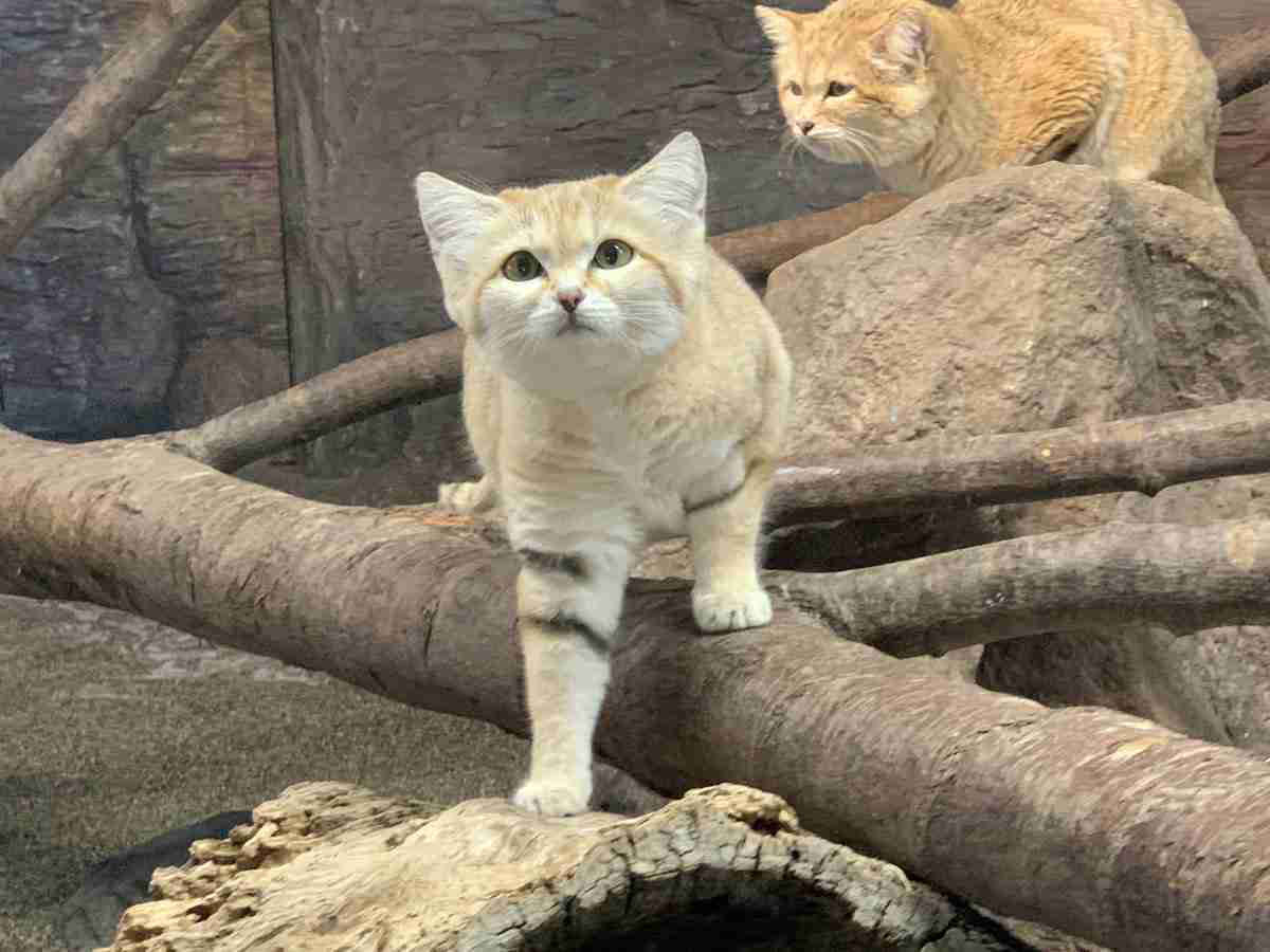 ガルちゃん猫カフェ50号店 開店しました♪(初めての方も大歓迎)