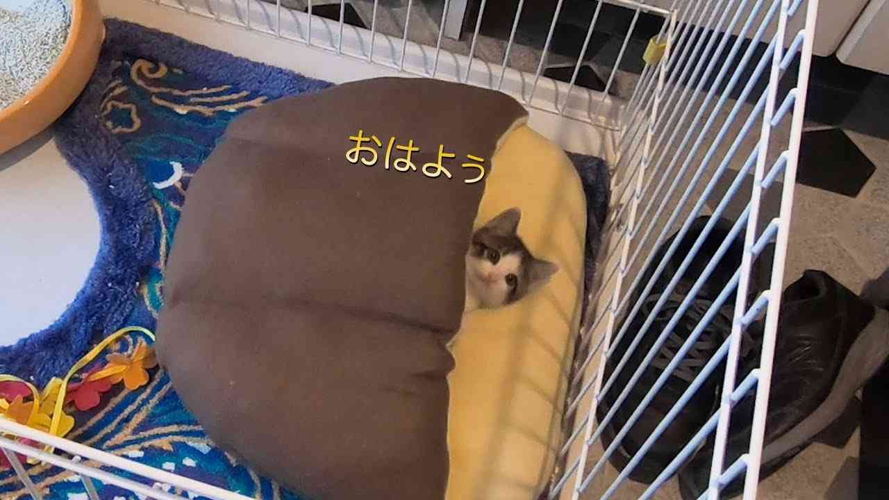 保護子猫、朝の様子 - YouTube