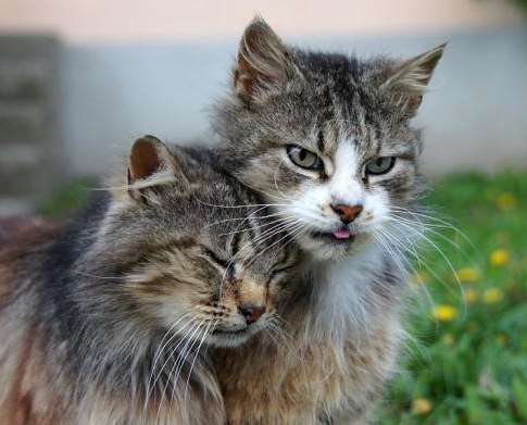 キリッとしてる動物たち