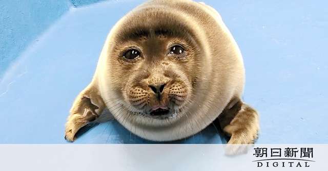 ヒトじゃないよアザラシだよ　鳥羽水族館、愛称を配信へ：朝日新聞デジタル